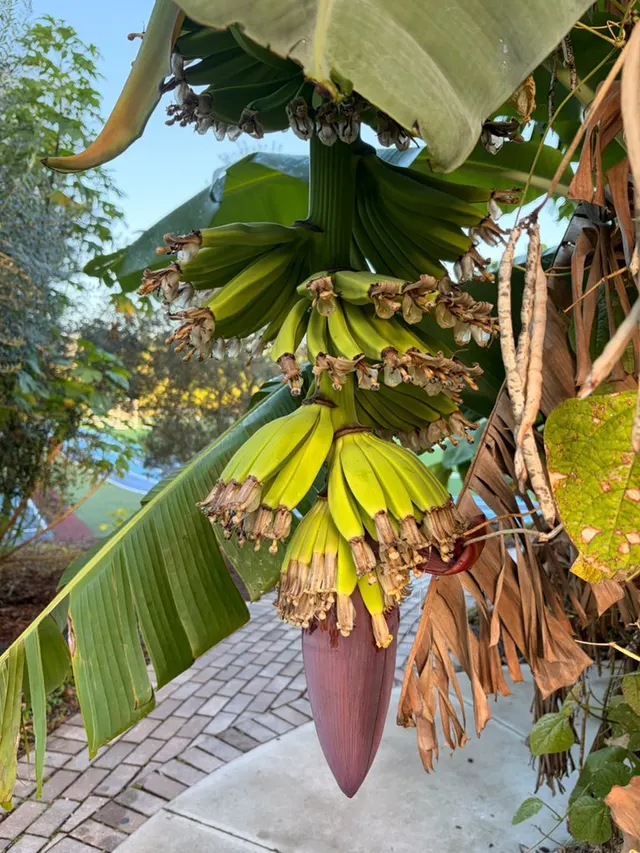 From Our Garden to Market: Grade 3 Harvest at Creation Village World School