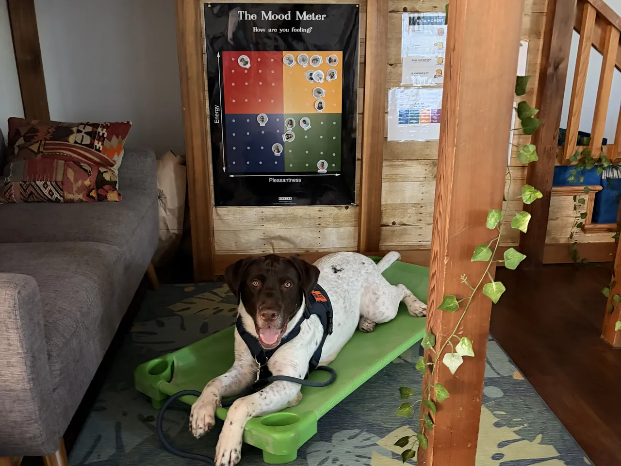Jack Koa, our campus dog, wearing an In Training vest, resting on his cot beside the Mood Meter in a classroom calm corner