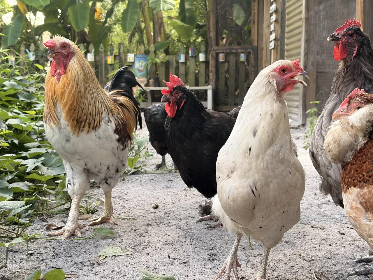 Chickens from our flock in front of the coop in the Hill of Happies