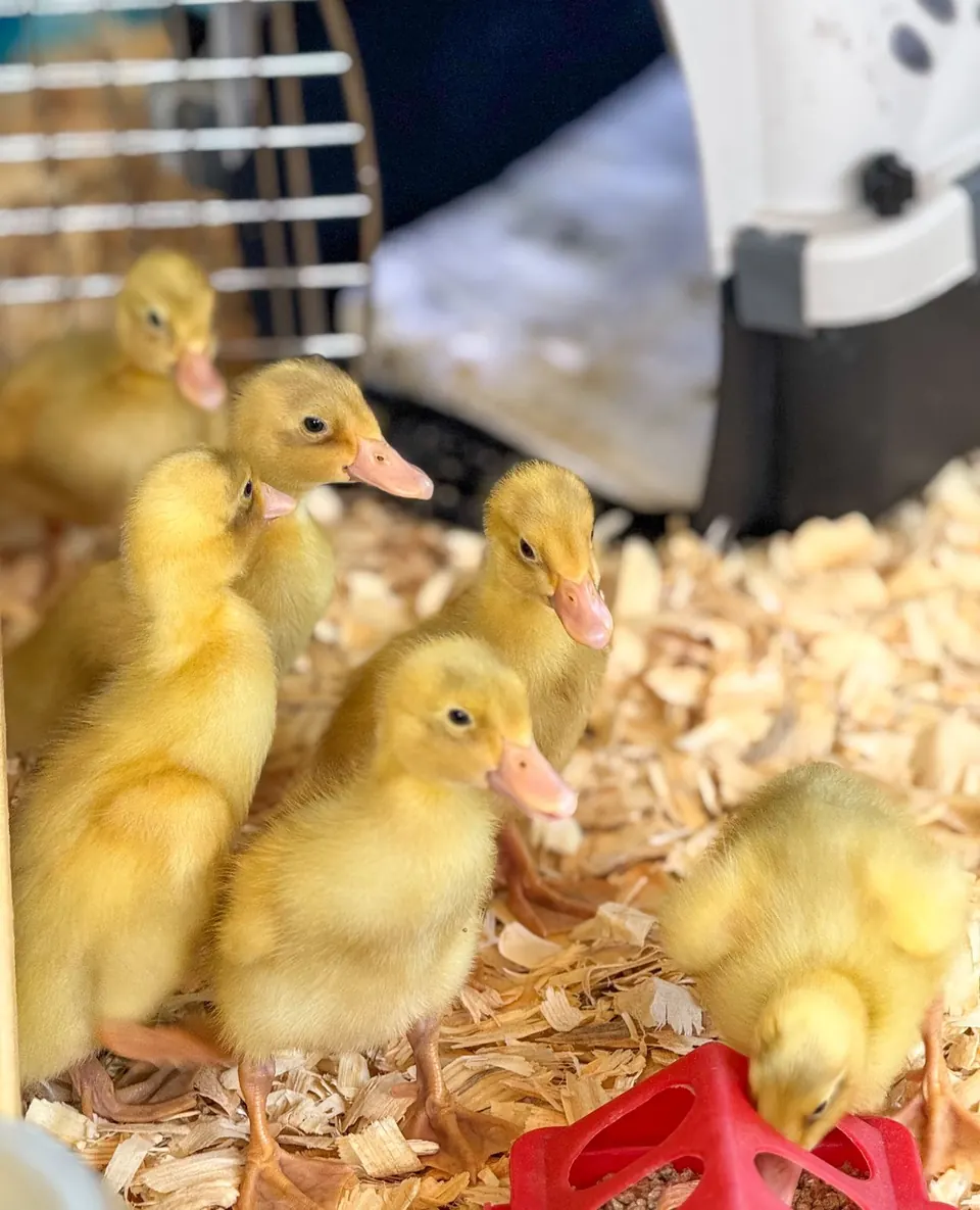 Ducklings raised by students in the 4-H program
