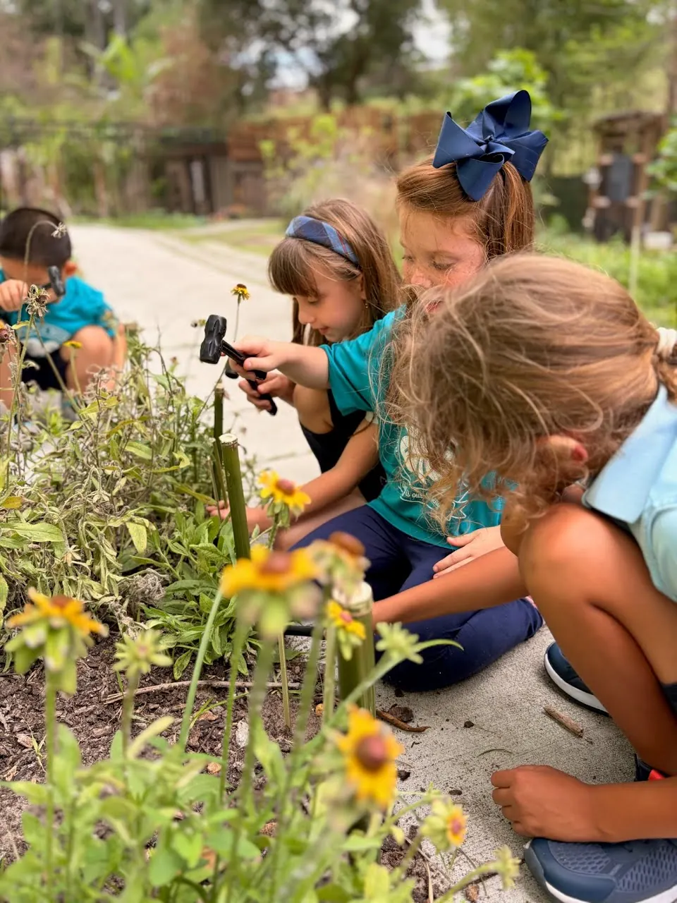 Primary students studying flowers with a magnifying glass