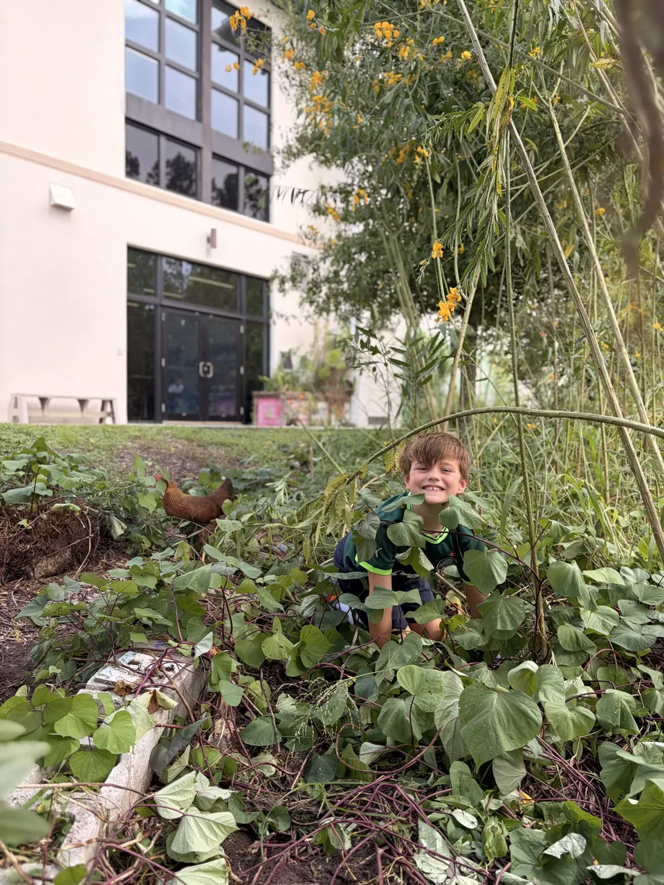 A smiling student in the sweet potato bed, with a garden hen nearby and the school building behind