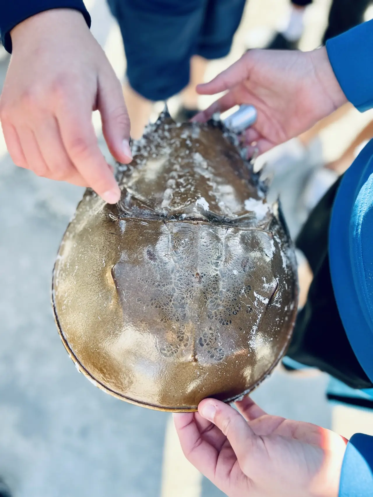 Students examining a horseshoe crab during marine science