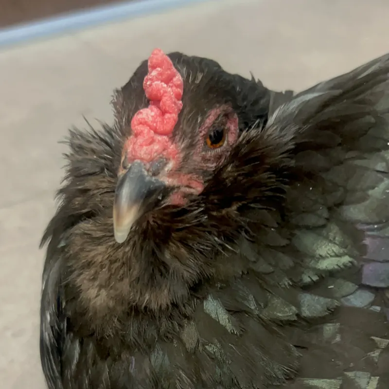 Blackbeak, our Easter Egger hen