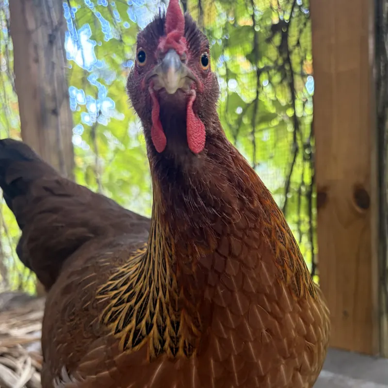 Bom Bom, our Welsummer hen