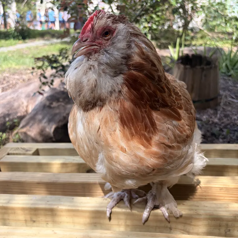 Cocoa, our Salmon Faverolle hen