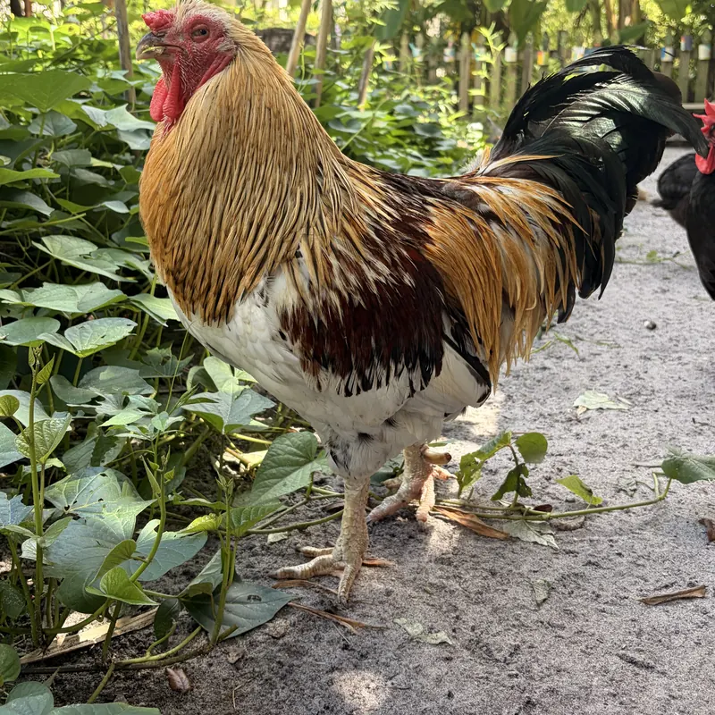 Flitter, our Ameraucana rooster