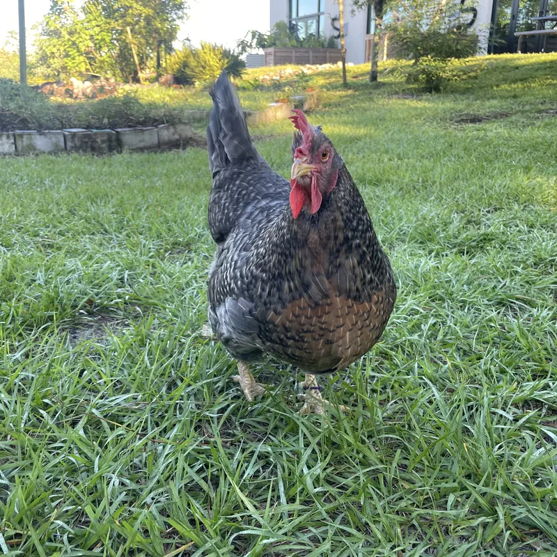 Gremlin, our Cream Legbar hen