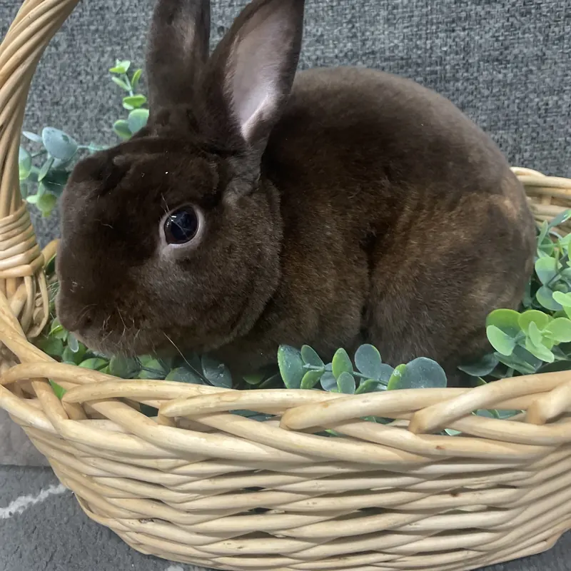 Honeybucket, our Chocolate Mini Rex rabbit