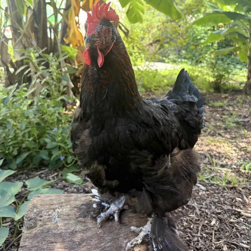June, our Black Copper Maran hen