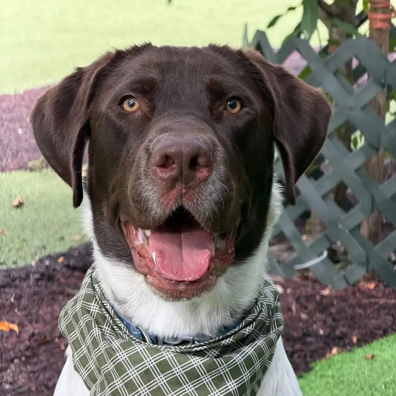 Jack Koa, our Chocolate Lab, German Shorthaired Pointer and Great Dane mix