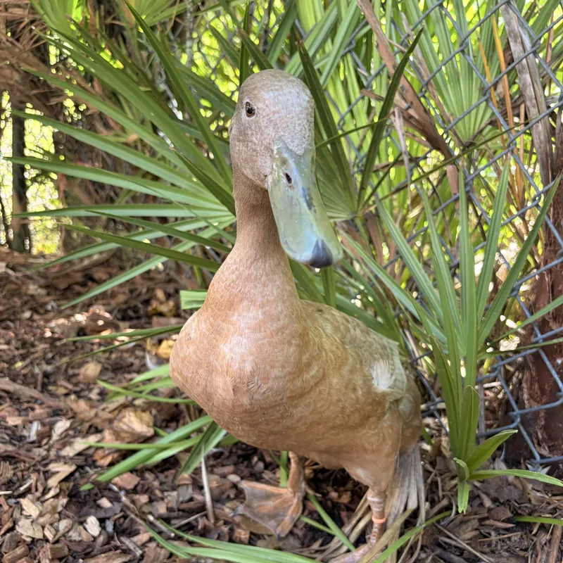 Lucky, our Indian Runner duck