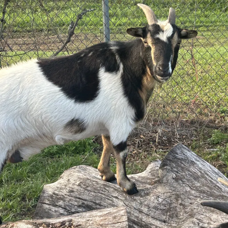 Maisy, our Nigerian Dwarf goat