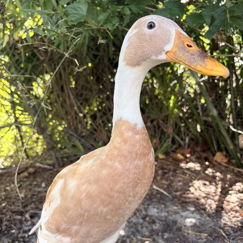 Mango, our Indian Runner duck