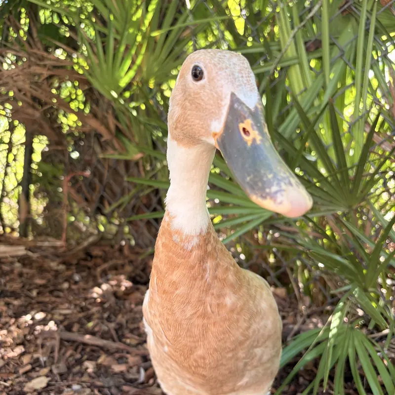 Moby, our Indian Runner duck