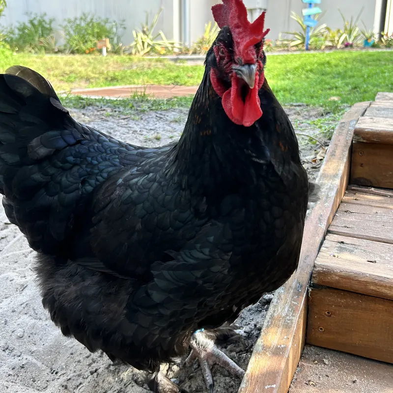 Nugget, our Black Copper Maran hen