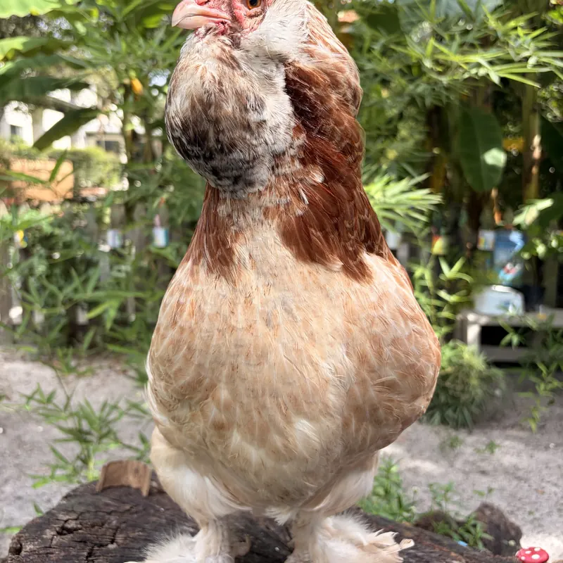 Peep, our Salmon Faverolle hen