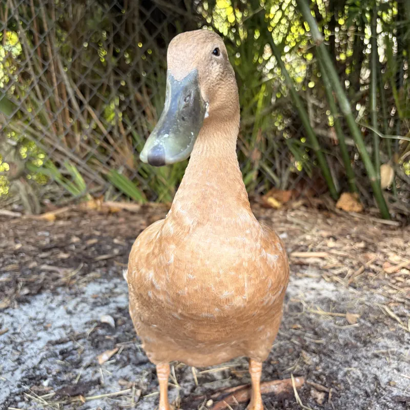 Percy, our Indian Runner duck