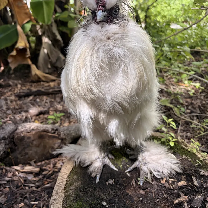 Pip, our Silkie Bantam rooster