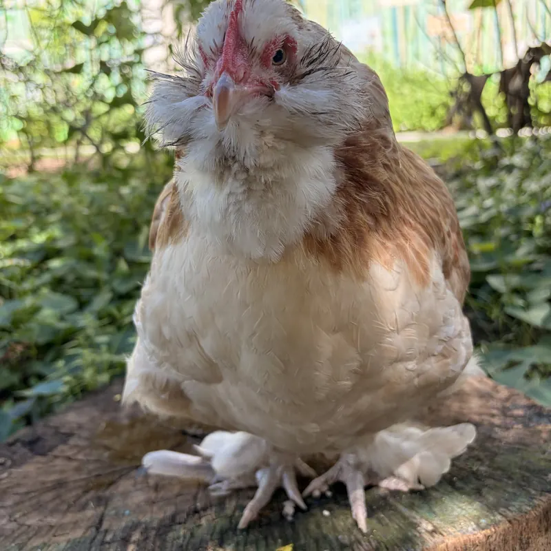 Pixie, our Salmon Faverolle hen