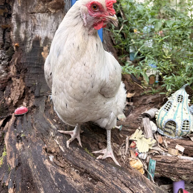 Popcorn, our Whiting True Blue hen