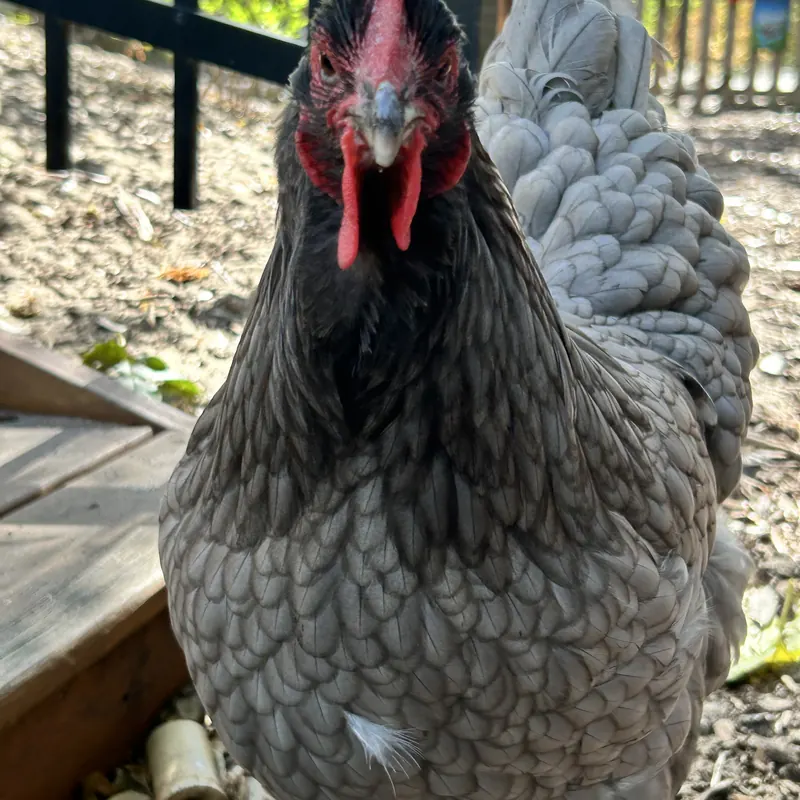 Pumpkin, our Blue Langshan hen