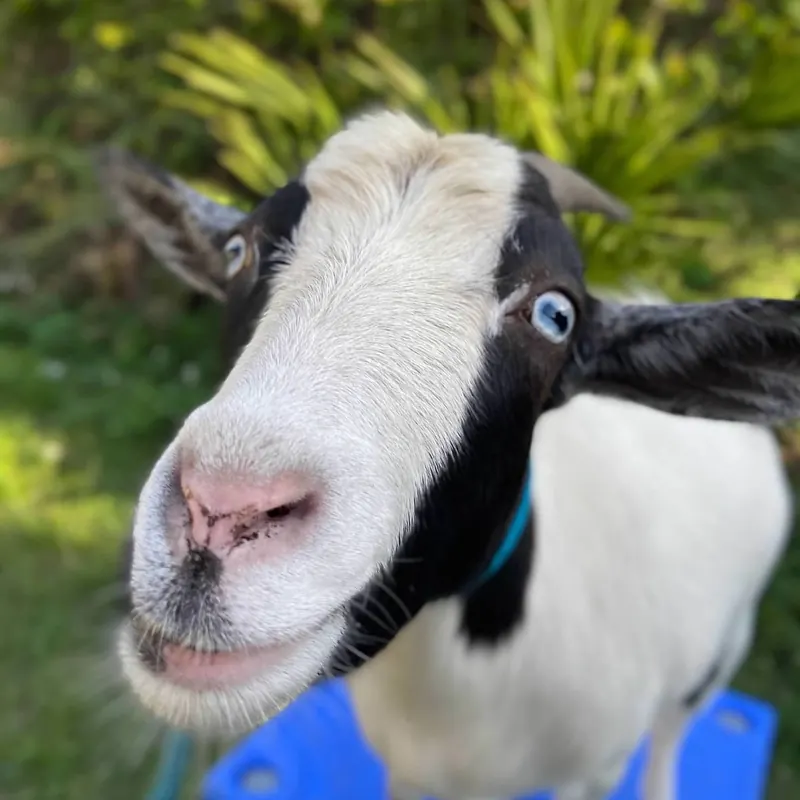 Sadie, our Nigerian Dwarf goat