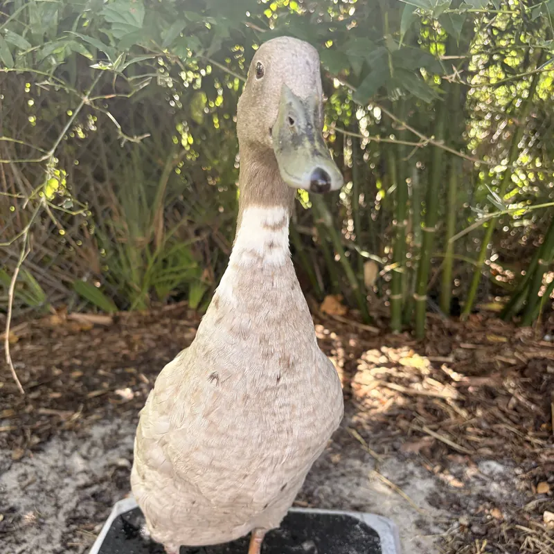 Seymour, our Indian Runner duck