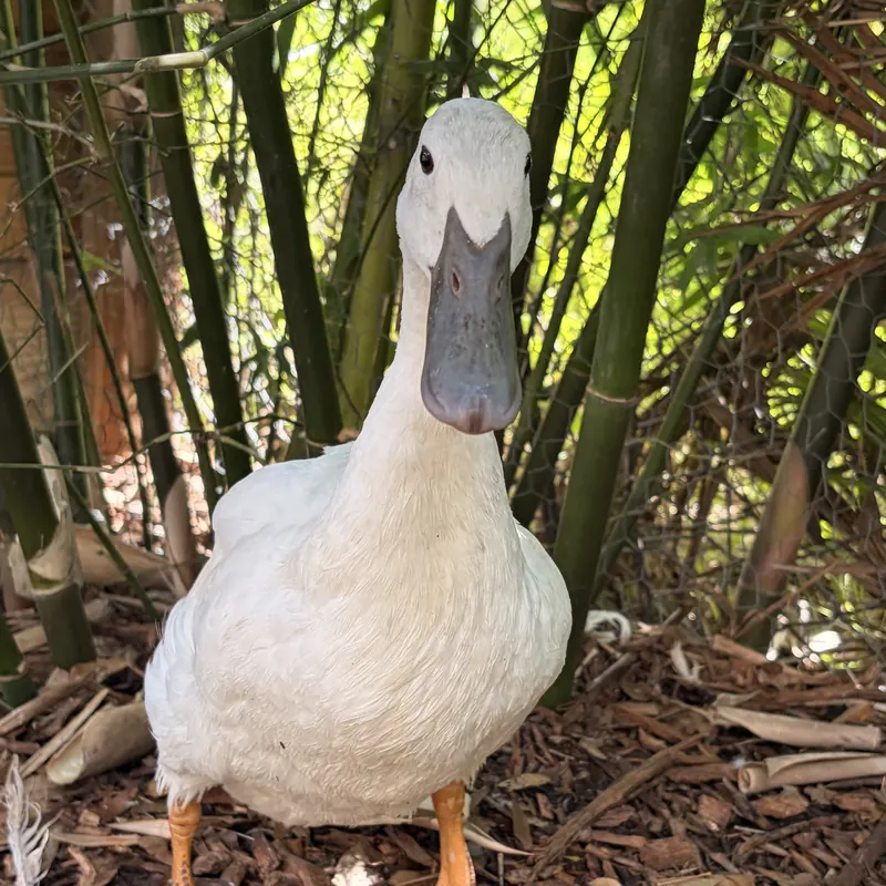 Soda, our Indian Runner duck
