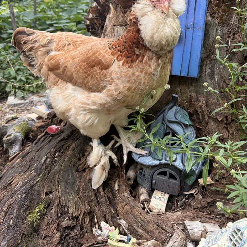 Summer, our Salmon Faverolle hen