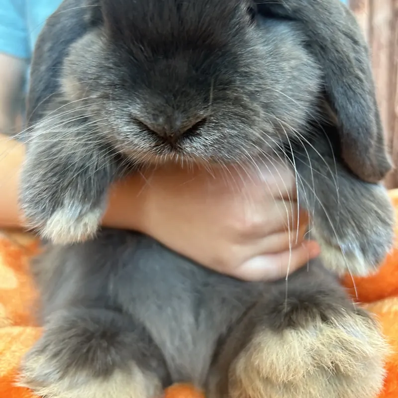 Theodore, our Blue Holland Lop rabbit