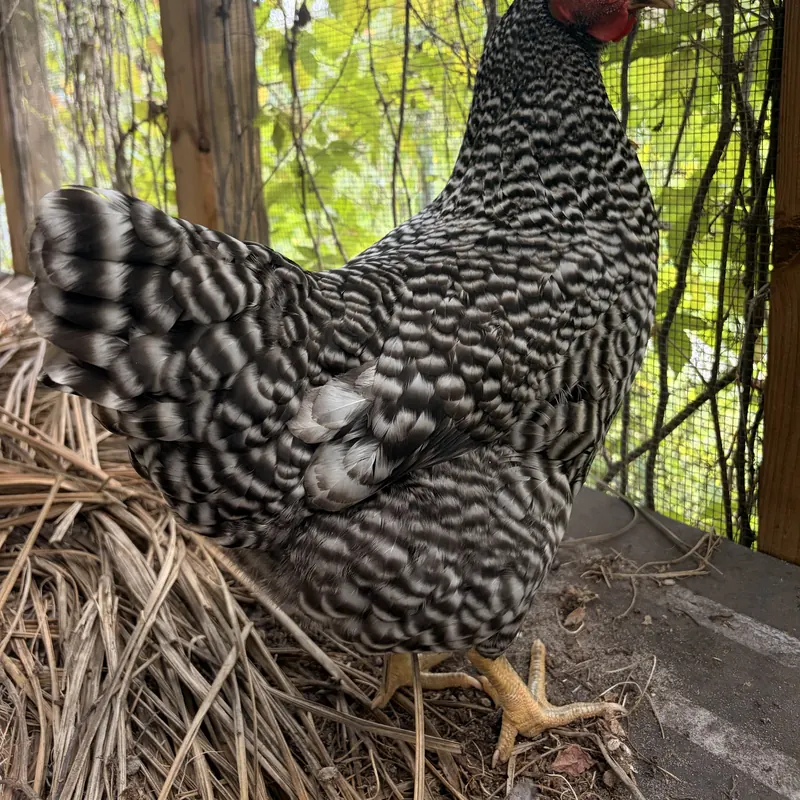 Toto, our Barred Plymouth Rock hen