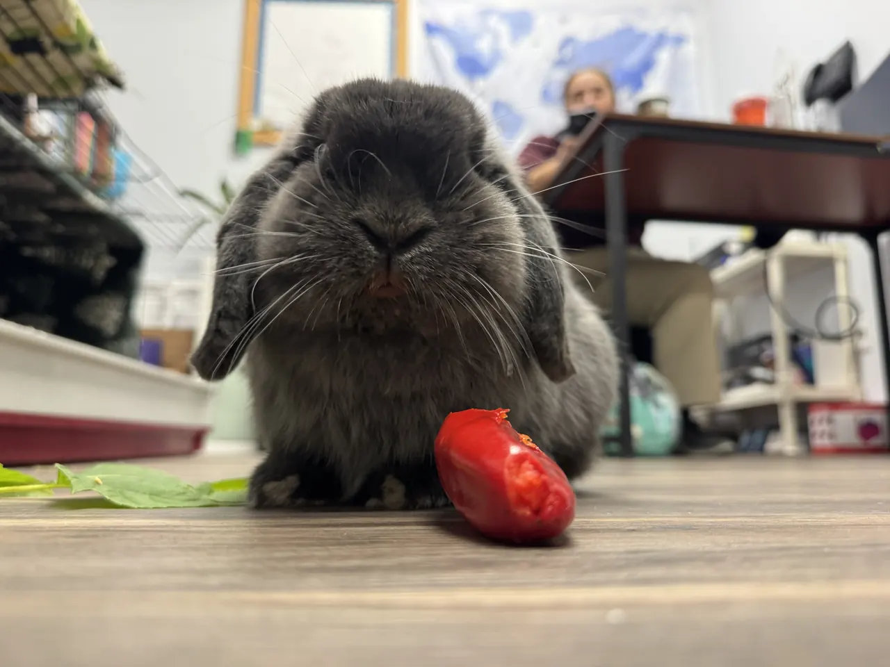Theodore the rabbit nibbling a red pepper in a classroom