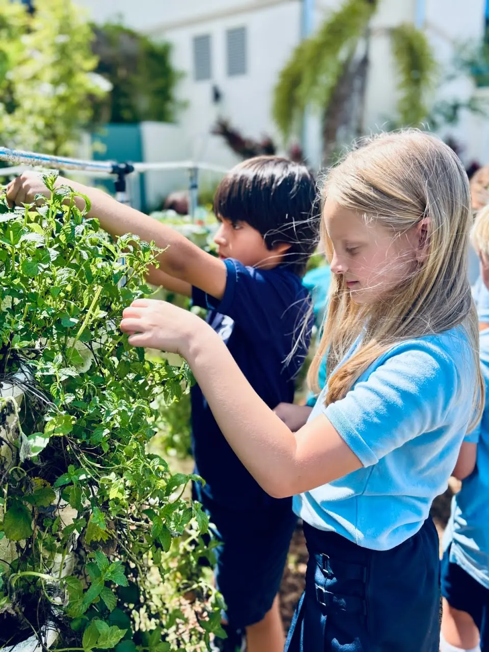 Students harvesting from the vertical garden
