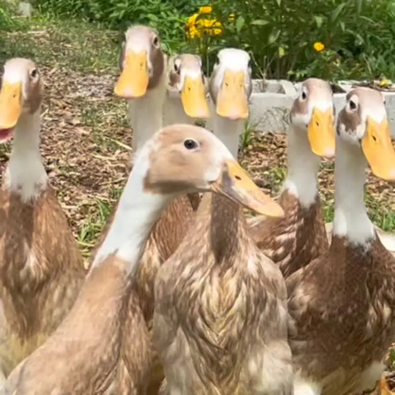 Students with newly hatched chicks
